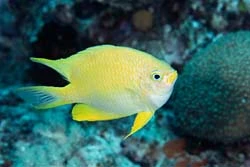 Gul damsel (Amblyglyphidodon aureus)
